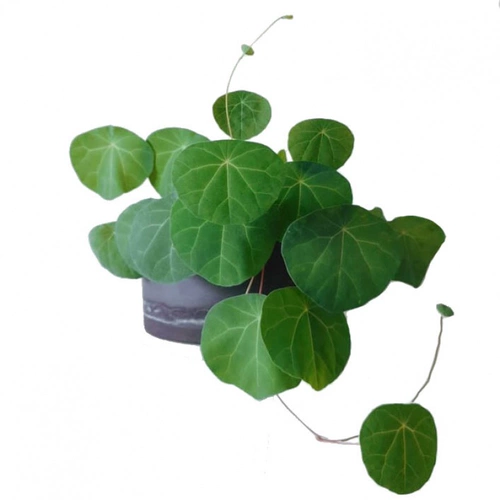 Тайская горная черепаха Инь -резистентное растение круглые листья корневые растения в горшках не поворачивают виноградную виноградную виноградную лозу зеленого растения