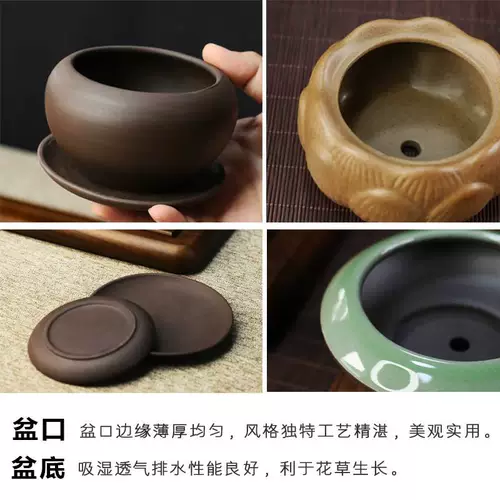 Цинсианский деревянный горшечный комната в крытом пурпурном песке маленький бонсай, летний комар