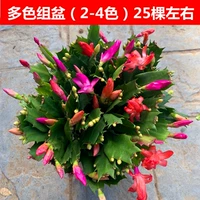 Многоцветные оригинальные горшки оригинальной почвы 25 деревьев без кастрюль без горшков