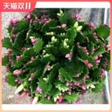 Краб -когтя орхидея сажанков без цветочных бутонов текут четыре сезона, постоянно питая живые внутренние виды с цветами и зелеными растениями