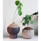 Тайская горная черепаха Инь -резистентное растение круглые листья корневые растения в горшках не поворачивают виноградную виноградную виноградную лозу зеленого растения