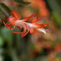 10 апельсиновых рукавов 10 без горшков