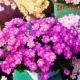 Purple Star Grass 10 видов шарики