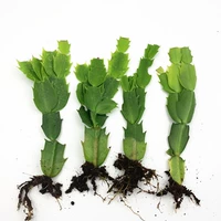 Смешанный цвет 4 без почек (случайные цвета) не содержат горшков