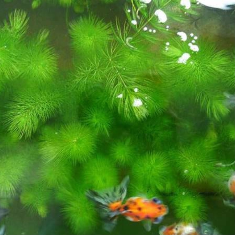 (Discovery) 2019 goldfish algae aquatic real grass freshwater grass plant fish pond oxygenated brocade carp tropical fish tank to raise shrimp vat