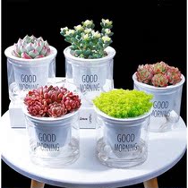 Suitable for lazy people to raise plants in the living room indoor potted plants automatically absorb water green dill hanging
