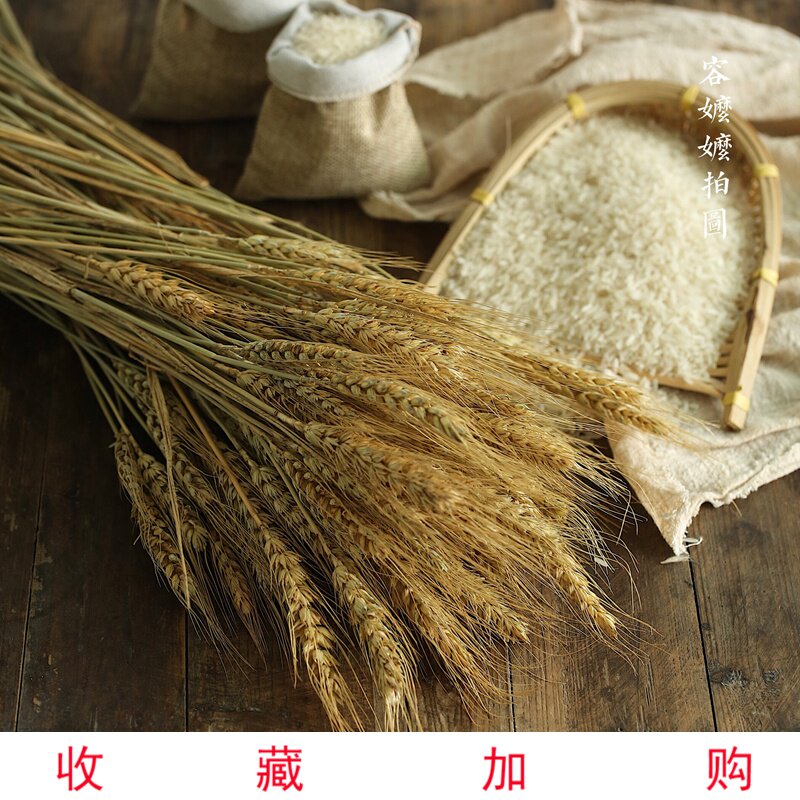 Photograph props Natural ear of Dry Flower Bouquet Wheat to shoot background Real barley grain decoration