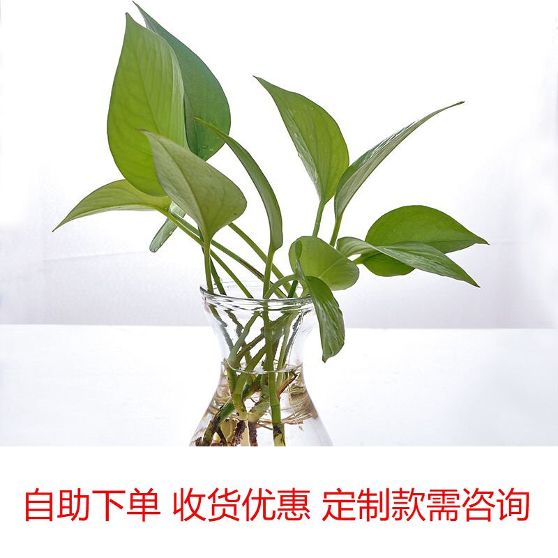 Glass vase transparent hyacinth flower pot living room indoor economical sturdy cylinder round hydroponic hydroponic plant utensils