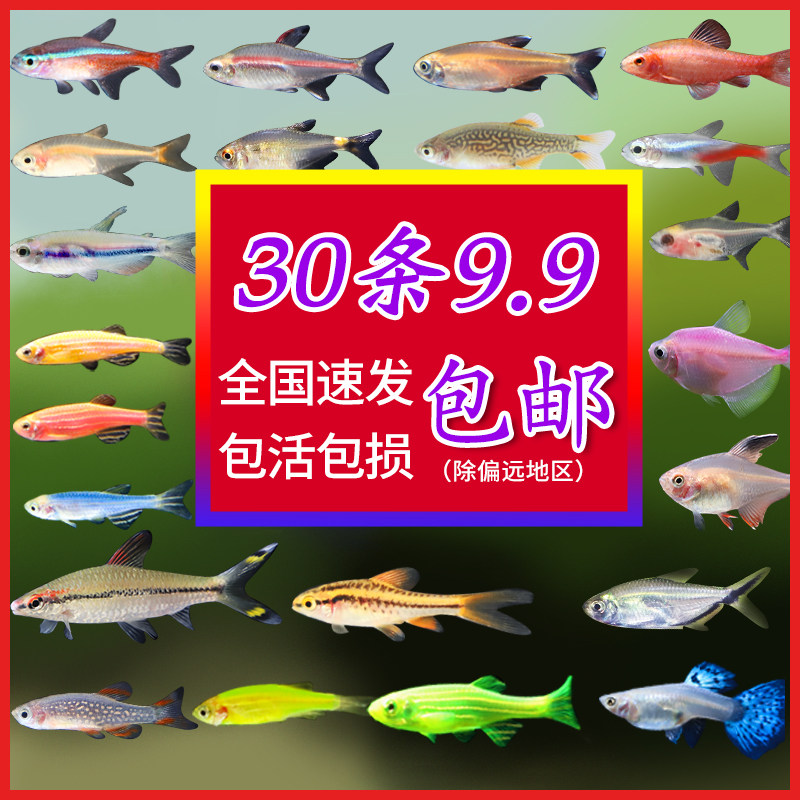 Tropical fish Small live ornamental fish Lamp fish Swimming Fish Pauline Lamp Zebra Peacock purebred traffic light live fish