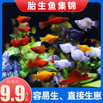 Marifish Leather Ball Fish Red Arrow Red MariMickey Peony Red White Sword Oil Film Fish Fetal Raw Fish Tropical Ornamental Fish