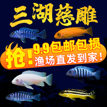 Three Lakes SNAPPER SNAPPER SNAPPER SNAPPER FRESH WATER TABLE PURE SPECIES PEACOCK ROCKY HABITAT SMALL TROPICAL ORNAMENTAL FISH GROUP TOURS