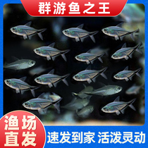 Black Tail Large Hook Light Fish Small And Medium Tropical Lamp Fish Group Cruise Light Fish Freshwater Fish Aquatic Live Fish Pet Fish Bag Live