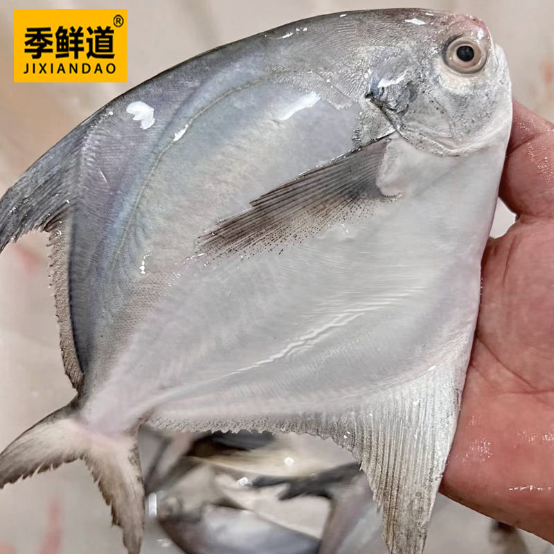 季鲜道本港白昌鱼为何被称为海鲜界的“深海小王子”?-鲳鱼-淘宝好物网