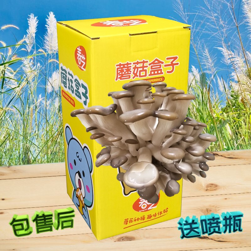 Mushroom Planting Box Students Plant Observation Diary Diy Mushroom Box Planting Children Learning Gifts Shake the same
