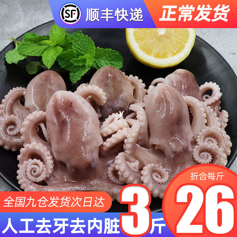 Mini small octopus big headshot seafood fresh frozen aquatic fresh small octopus Large cooked spicy instant hot pot
