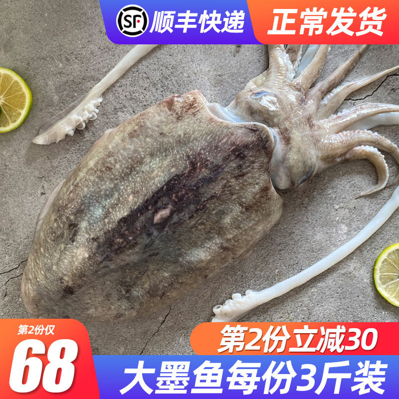 Fresh large cuttlefish from the North Sea Fresh Oversized Eye Fish Frozen Aquatic Special Grade Squid Headshot Seafood