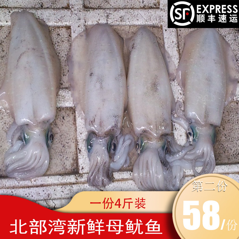North Sea frozen mother squid sea rabbit Fresh Frozen Pen Tube Fish Small Squid Fresh Frozen Squid not with Seed Seafood