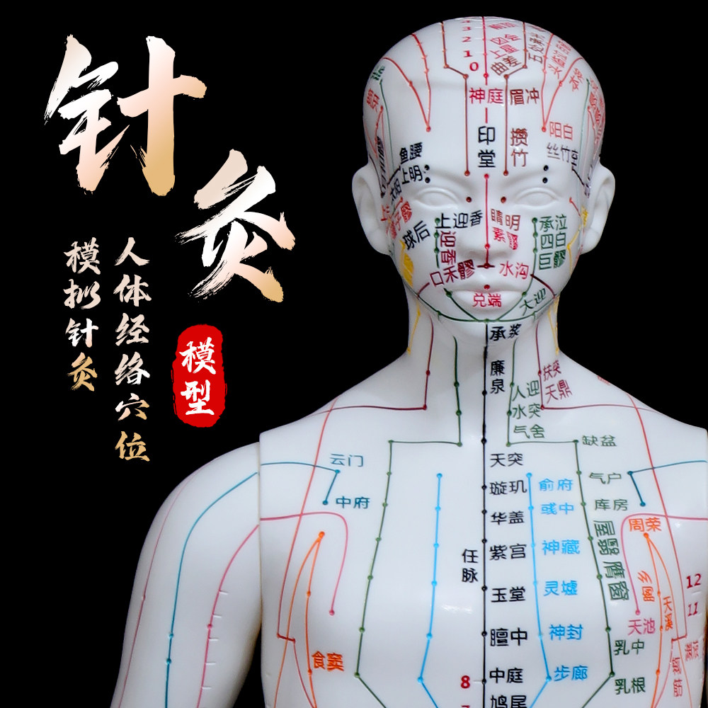 人体经络穴位彩色穴位彩色经络按摩针灸教学模型中医十二经络模型