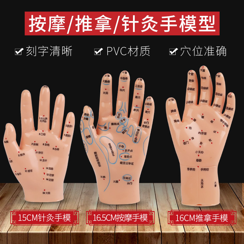 手部按摩经络模型 含穴位反射与推拿教学模型