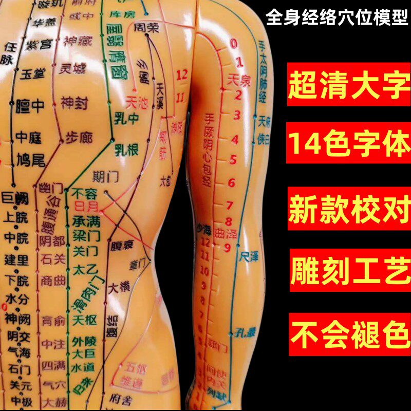 针灸穴位模型中医经络小铜人男女穴位十二经络扎针练习小皮人模型