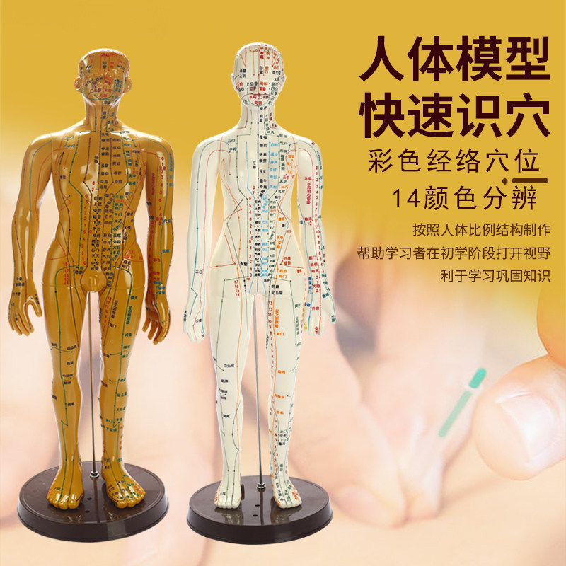 60厘米人体模型中医学穴位经络教学皮人保健推拿反射区培训学习人