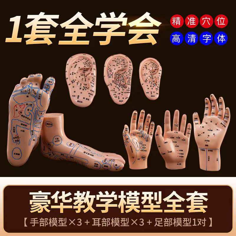 手足耳全套针灸按摩推拿反射区模型手掌耳朵足部按摩教学学习模具