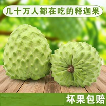 Taiwan pineapple custard apple fresh custard apple Buddha head fruit mani fruit milk custard apple pregnant woman fruit 2 catties large fruit