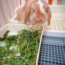 Anti-inflammatory Go to fire cure cold eye shit drying dandelion grass rabbit dragon cat pig herd health care grass 500 gr