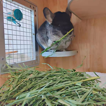 Drying Timothy Grass Whole Leaves South Ti Tender Miao Rabbit Dragon Cat Dutch Pig Herd Cat Grass Steak 2 catchers