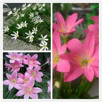 30 цветов 30 видов шариков