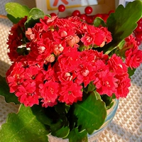 Руби [80#Пластиковый бассейн] Буд с цветочными почками