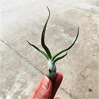 Маленький осьминог (отправить пружину) 6-9 см