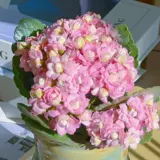 Долголетие Цветочное горшок Растение Тяжелая лепестка море Тянсия Большие цветочные бутоны и цветы саженцы в четырех сезонах цветов и цветов в четырех сезонах