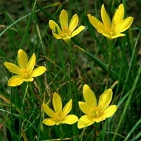 Желтый 20 видов мяч