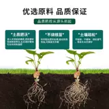 Специальные пищевые фрукты и овощи для саженцев для саженцев для блюд для саженцев.