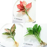 [Горячая комбинация] Geely Red 1 Tree+Ruyi Queen 1+6 Зеленый укроп