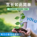 Специальные пищевые фрукты и овощи для саженцев для саженцев для блюд для саженцев.