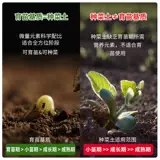 Специальные пищевые фрукты и овощи для саженцев для саженцев для блюд для саженцев.