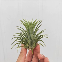 Зеленый эльф (отправка весна) 6-8 см