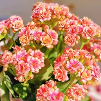 Сяо Ян [110#Пластиковый бассейн] с цветочными почками