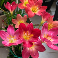 Роза красный 20