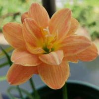 20 золотисто -желтый