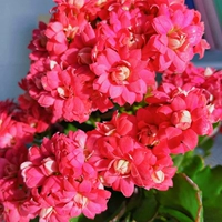 Xiangyun [80#Пластиковый бассейн] с цветочными почками