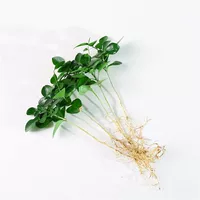 Jiulixiang 6 деревьев