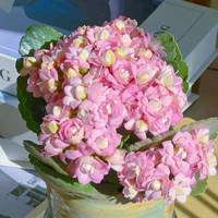 Hai Tianxia 【80#Пластиковый бассейн】 Буд с цветочными почками