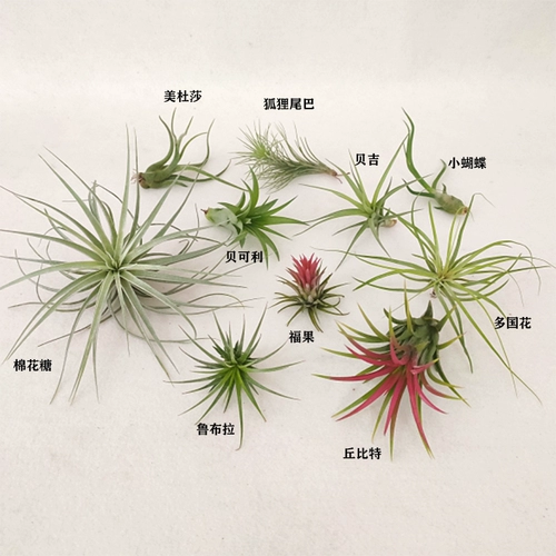 Специальные эльфы для новичков с воздушным ананасом заполнены, а крытый настольный анти -строительный формальдегид прекрасен.