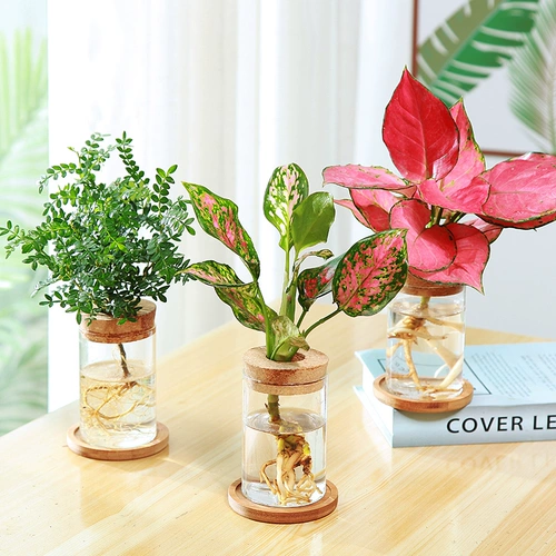 Творческое гидропонное растение, зеленый, цветы, благоприятный красное помещение для очищающего воздушного офиса в Вэньчжу.