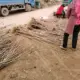3 года Miao (купи один, получи один бесплатно) мертвые саженцы!, 81 см (включая) -110 см (включая)
