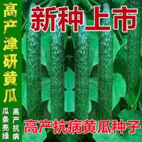 Jinyan № 4 Семена огурца [30 зерен + удобрения] новые семена