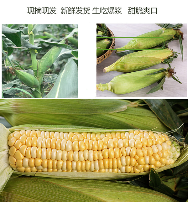 金吉圣 云南水果玉米 9斤 图4